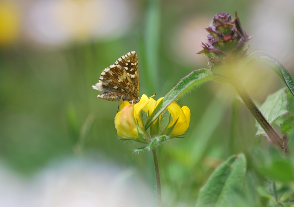 Pyrgus da id